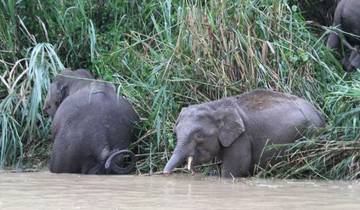 Sandakan Orangutan Experience 4D/3N