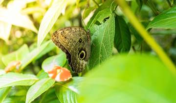 3 Days in Amazon Rainforest, incl. Puerto Maldonado and Tambopata Reserve