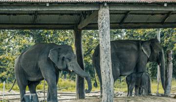 Chitwan Nationaal Park Avontuur 3D/2N (vanuit Kathmandu)