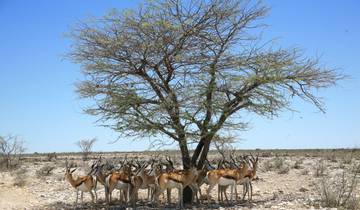 14 Days in Southern Africa, incl. Cape Town and Etosha