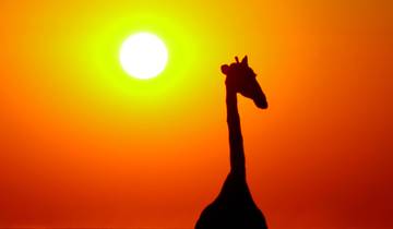 14 Days in Southern Africa, incl. Cape Town and Etosha