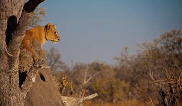 Botswana Wild Parks (Maun Start) Rundreise