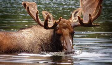 20 Day Alaska Itinerary, incl. Denali and Seward