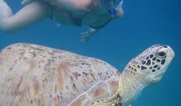 Perhentian Turtle Project - 2 weeks Tour