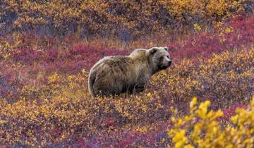 Best of Alaska