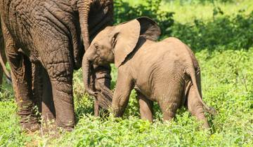 Vic Falls to Kenya