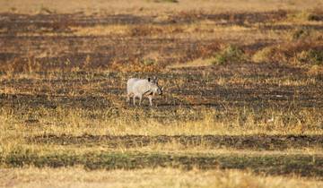 10 Day Kenya Safari Itinerary, incl. Nairobi and Maasai Mara