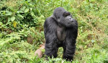 Auf den Spuren der Gorillas in Uganda und Ruanda National Geographic Journeys