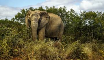 10 Days in South Africa, incl. Cape Town and Kruger National Park