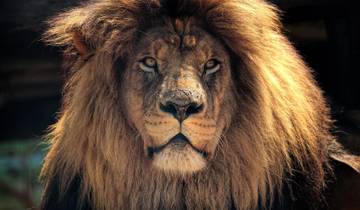 10 Days in South Africa, incl. Cape Town and Kruger National Park