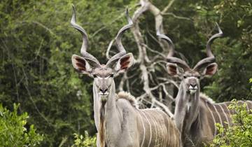 10 Days in South Africa, incl. Cape Town and Kruger National Park