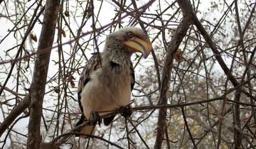 10 Days in South Africa, incl. Cape Town and Kruger National Park