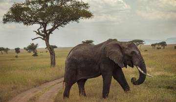 Tanzania Safari Experience National Geographic Journeys Tour