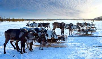 Lapland & the Arctic Circle - 5 Days Tour