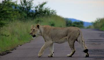 3 Day Kruger National Park Itinerary, incl. Johannesburg and Skukuza