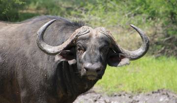 3 Day Kruger National Park Itinerary, incl. Johannesburg and Skukuza