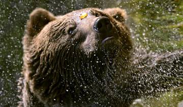 Marche et ours des Carpates