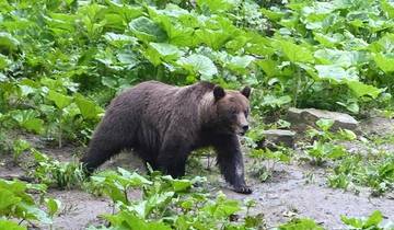 Carpathian Walking & Bears