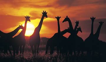 14 Days in Botswana Safari, incl. Okavango Delta and Victoria Falls