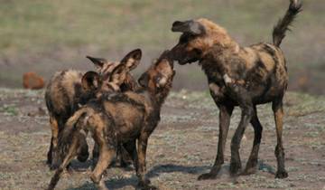 Faune et flore sauvages du Botswana