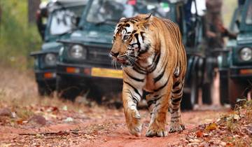 Golden Triangle India Tour with Udaipur & Wildlife Safari Tour