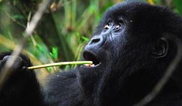 Nairobi To Kigali (13 Days) Gorillas & Gameparks Tour