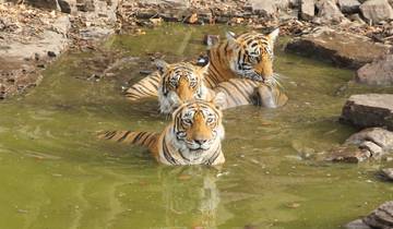 Ranthambore Tiger Experience 5D/4N (from Delhi) Tour