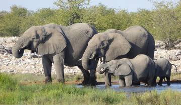 12-day Etosha & Okavango Delta Express (Accommodated) Tour