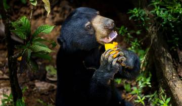 10 Day Borneo Itinerary, incl. Kota Kinabalu and Sepilok