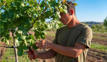 9 Day Greece Food Itinerary, incl. Athens and Kardamyli