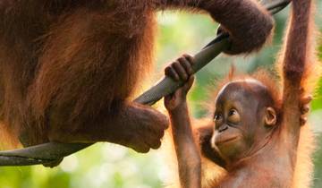11 Day Borneo Itinerary, incl. Kota Kinabalu and Mount Kinabalu