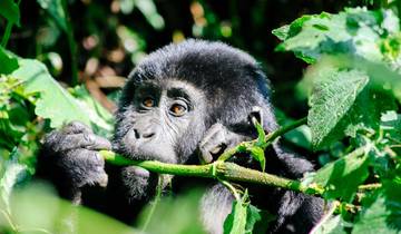 6-day Gorilla Encounter (Accommodated) Tour