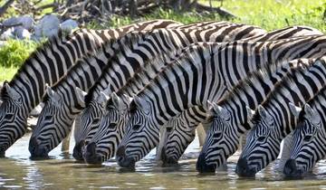 Kenya & Tanzania Trails - 13 days Tour