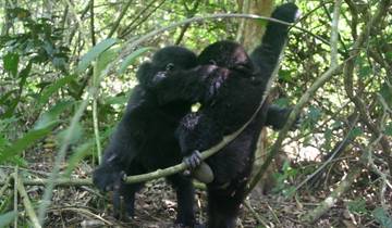 Uganda Gorilla Safari Air-Expedition 4D/3N Tour