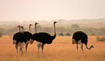 14 Day South Africa Itinerary, incl. Cape Town and Kruger National Park