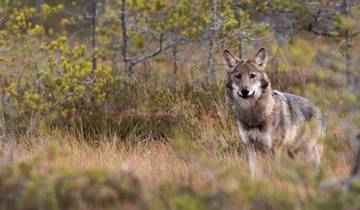 Wolves, Moose and Beavers in the Forests of Central Sweden Tour