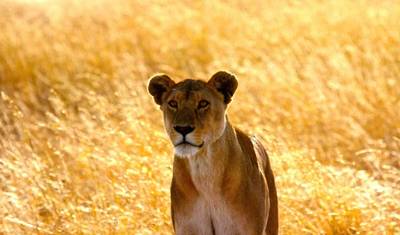 Niezwykłe Safari — 3