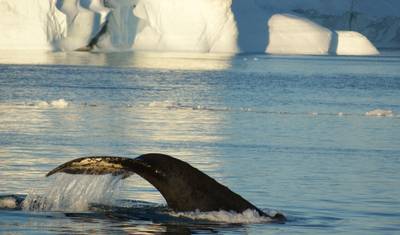 Niesamowite Dni w Ilulissat - 4 Dni — 3