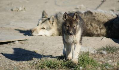 Niesamowite Dni w Ilulissat - 4 Dni — 4