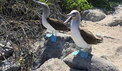 Expedição de 12 Dias às Galápagos — 3