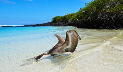 Expedição de 12 Dias às Galápagos — 4