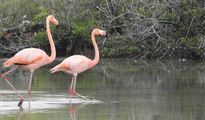 Expedição de 12 Dias às Galápagos — 5