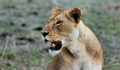 Kruger and the Kingdoms Safari — 5