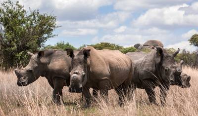 Podróże: Safari po Wielkiej Południowej Afryce National Geographic — 3
