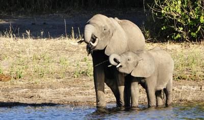 Jornadas: Experiência de Safari na África Austral National Geographic — 5