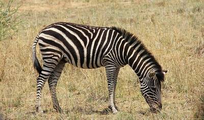 Jornadas: Experiência de Safari na África Austral National Geographic — 5