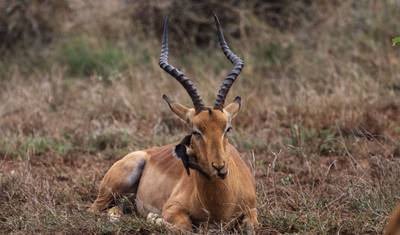 Jornadas: Experiência de Safari na África Austral National Geographic — 2
