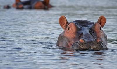 Jornadas: Safári no Botsuana e Zimbábue National Geographic — 4