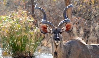 Jornadas: Safári no Botsuana e Zimbábue National Geographic — 5