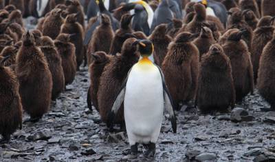 Epicka Antarktyda: Falklandy, Georgia Południowa i Przekroczenie Kręgu Polarnego Antarktycznego przez Buenos Aires, Obsługiwane przez Quark — 3